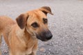 Brown Dog Looking, Dog portrait close up Asian Thai animal pet