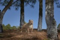 Brown dog lurking in open field Royalty Free Stock Photo