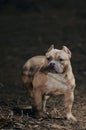 Brown dog lurking in open field Royalty Free Stock Photo