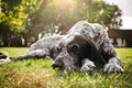 Brown dog lying alone on grass waiting for owner, hunting gun dog Royalty Free Stock Photo