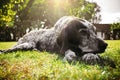 Brown dog lying alone on grass waiting for owner, hunting gun dog Royalty Free Stock Photo