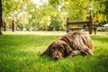 Brown dog lying alone on grass waiting for owner, hunting gun dog Royalty Free Stock Photo