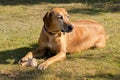 Brown dog lying on meadow protecting its bone, sunny afternoon Royalty Free Stock Photo