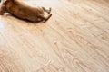 Brown dog lying on the modern light pvc floor, view of backside space for text Royalty Free Stock Photo
