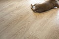 Brown dog lying on the modern light pvc floor, view of backside space for text Royalty Free Stock Photo