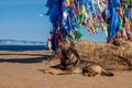 Brown dog is lying near colorful ribbons in sacred buryat place on cape Burkhan in Khuzhir village in Olkhon island