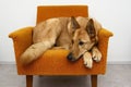 Brown dog lying in the orange chair Royalty Free Stock Photo