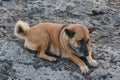 The brown dog is lying on the rock floor