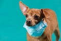 Brown dog with a medical mask, on a turquoise background, the concept of medicine and virus protection