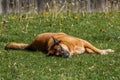 Brown Dog Napping on Green Grass Royalty Free Stock Photo