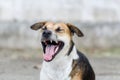 Brown dog is opening mouth and yawn Royalty Free Stock Photo