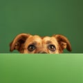 Brown Dog Peeking Over Green Wall, Curious Canine Looks Over the Fence