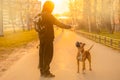 A brown dog pitbull with a black nose and drooping ears stands and looks at the owner on the footpath in the light of the sun Royalty Free Stock Photo
