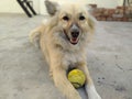 Brown dog playing with ball