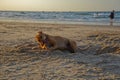 A brown dog plays in the sand at sunset, on the seashore. Forgotten pet