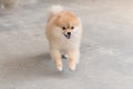 Dog that is pomeranian breeds, running at the concrete ground in front of the house Royalty Free Stock Photo