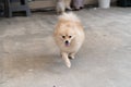 Dog that is pomeranian breeds, running at the concrete ground in front of the house Royalty Free Stock Photo