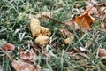 Brown dog poop in the grass of a garden