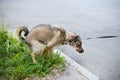 Brown dog pooping on the street on green grass lawn