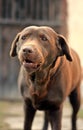 Brown Dog retriever Royalty Free Stock Photo