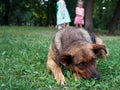 Brown dog with sad eyes lying on the grass Royalty Free Stock Photo