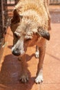 Brown dog shaking after washing Royalty Free Stock Photo