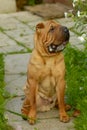 Brown dog sharpei