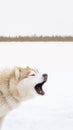Brown Dog Siberian Husky In The Winter Snow