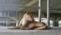 Stray Brown dog sit under the bridge