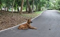 Brown dog sitting in bicycle lane in mangrove green area at Bangkrachao area Royalty Free Stock Photo