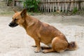 Brown dog Sitting on the floor