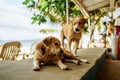 Brown dog sitting in a restaurant on a sandy island