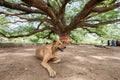 Brown dog sitting under rain tree Royalty Free Stock Photo