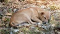 Brown dog sleeping