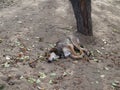 Brown dog sleeping and smile on the pile of sand Royalty Free Stock Photo