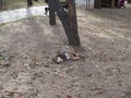 Brown dog sleeping and smile on the pile of sand Royalty Free Stock Photo