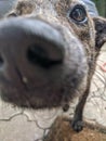 Brown dog with smart look sniffing camera objective blurry nose Royalty Free Stock Photo