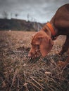 Brown dog smelling grass Royalty Free Stock Photo
