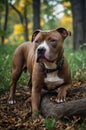 Magnificent Brown Pit Bull Terrier Dog Posing in Autumn Forest Royalty Free Stock Photo