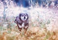 Cute brown dog stands on a clear Sunny meadow and on a walk on a warm summer day