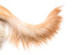Brown dog tail Golden Retriever isolated on white background. Top view with copy space for text or design