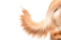 Brown dog tail Golden Retriever isolated on white background. Top view with copy space for text or design Royalty Free Stock Photo