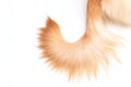 Brown dog tail Golden Retriever isolated on white background. Top view with copy space for text or design Royalty Free Stock Photo