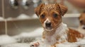 Brown Dog Taking a Bath in Bathtub Royalty Free Stock Photo