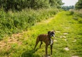 Brown dog with a tennis ball in its mouth Royalty Free Stock Photo