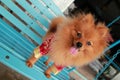 Brown dog Thailand cute pet Pom Pom
