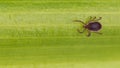 Brown dog tick close-up. Green leaf texture. Rhipicephalus sanguineus. Ixodida Royalty Free Stock Photo