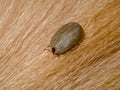 Tick on the dog Royalty Free Stock Photo