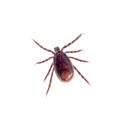 Brown dog tick, Rhipicephalus sanguineus isolated on white background. Dog risk for many conditions including babesiosis Royalty Free Stock Photo