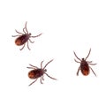 The brown dog tick, Rhipicephalus sanguineus isolated on white background. Dog risk for many conditions including Royalty Free Stock Photo